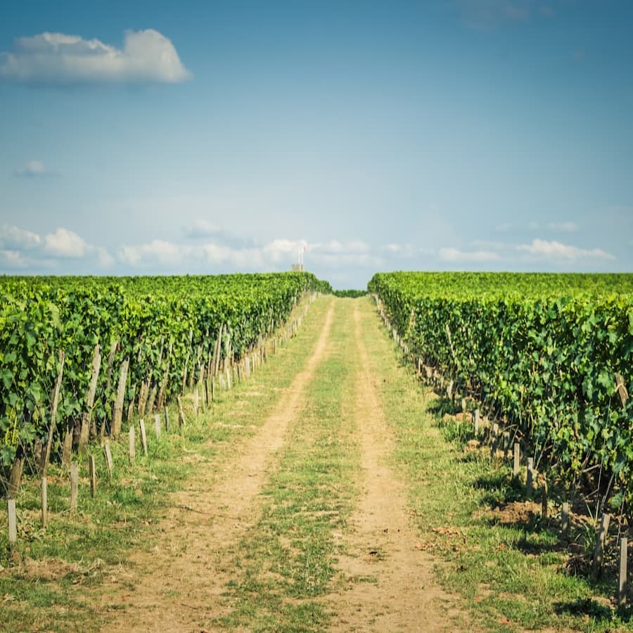 A dirt path runs through a lush vineyard under a clear blue sky.