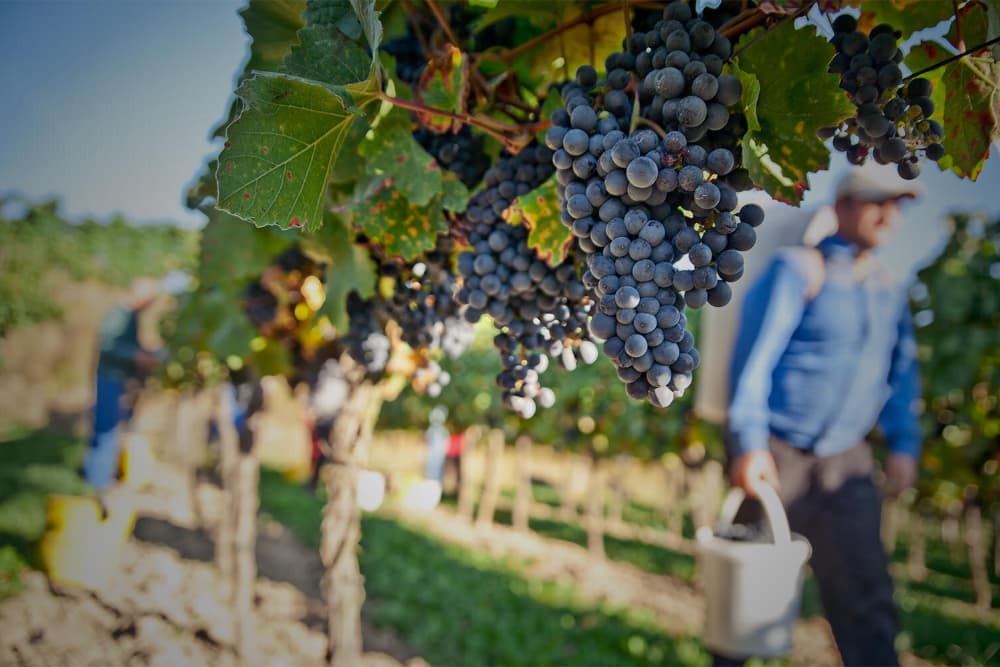 Grapes hanging on a vine with workers harvesting in the background.