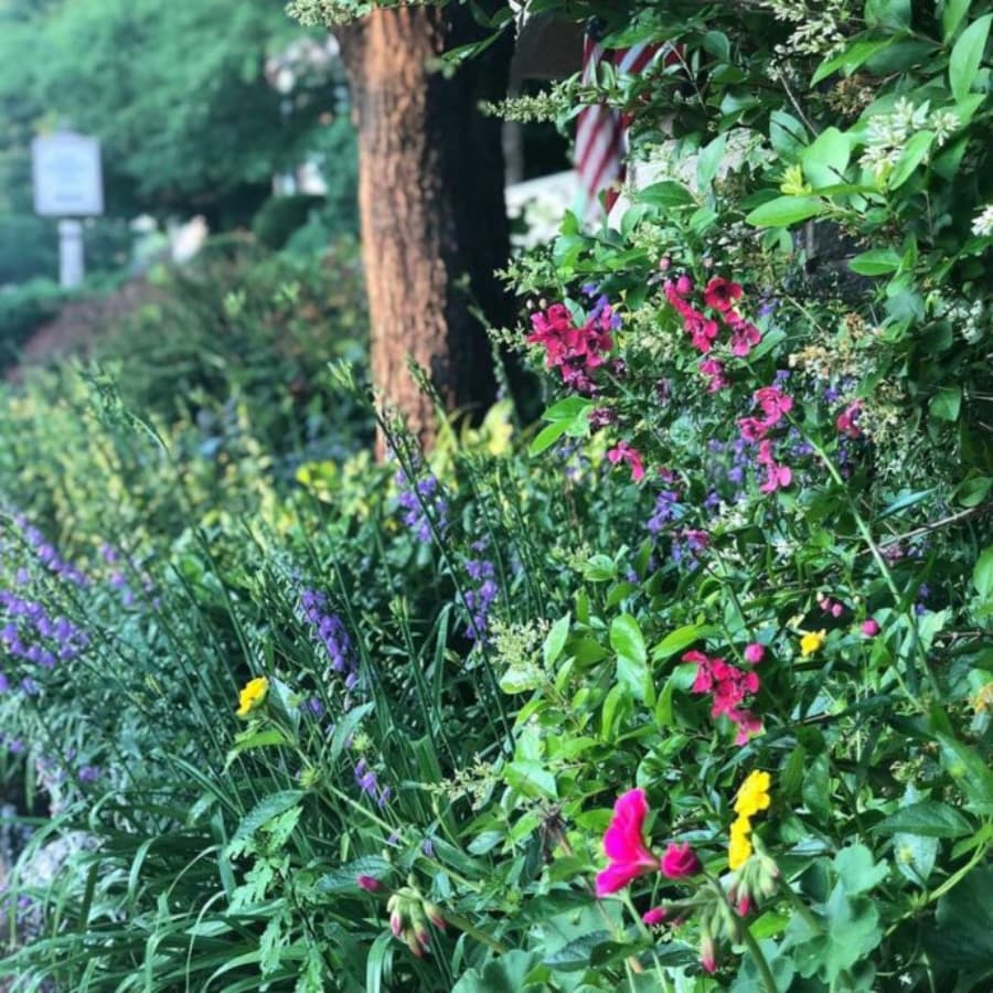 Lush garden filled with colorful blooming flowers and green foliage.
